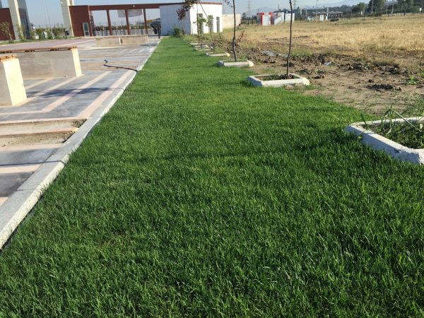 Katip Çelebi Üniversitesi Bahçe Çimlendirmesi, doğal tohum halısı, rulo çim